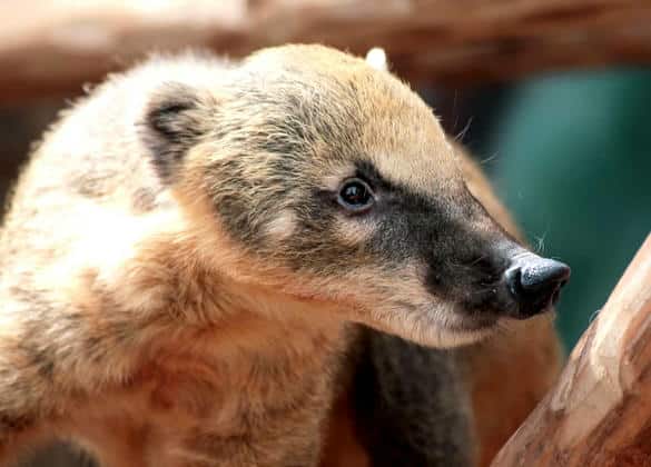 動物図鑑・ハナグマ